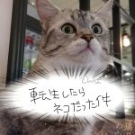 😿エリオにゃ😿