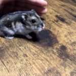 こんにちはありかです(*ﾟ▽ﾟ*)