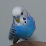 むくです！！